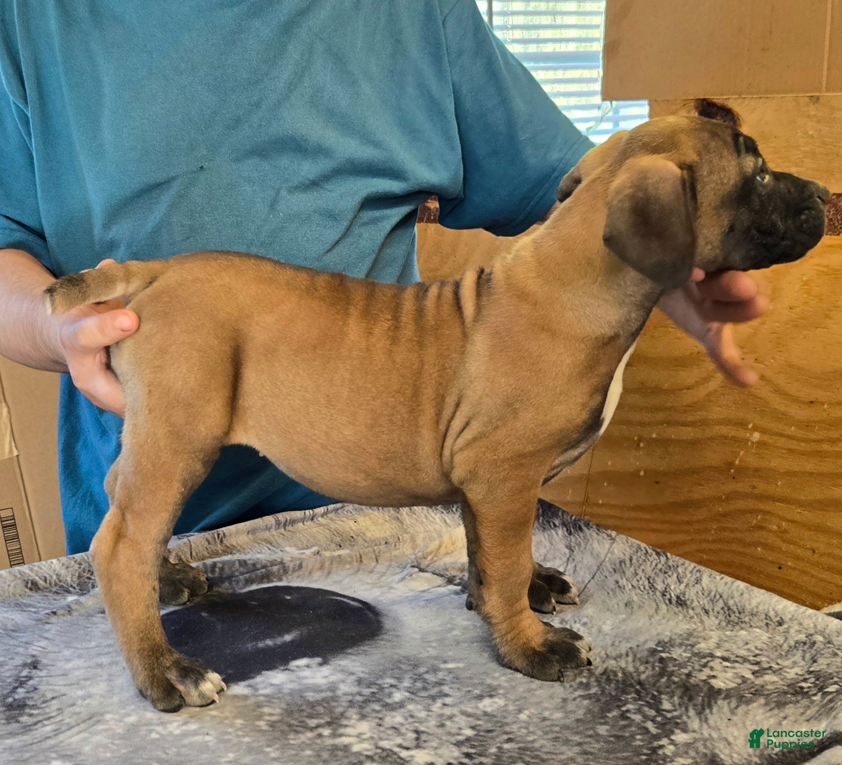 Mixed Breed dogs for sale: Hawks Mayhem  - Ad 38