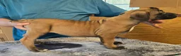Mixed Breed dogs for sale: Hawks Mayhem  - Ad 1