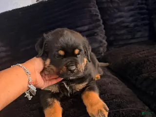 Rottweiler dogs Rottweiler Puppy 3 - Ad 7