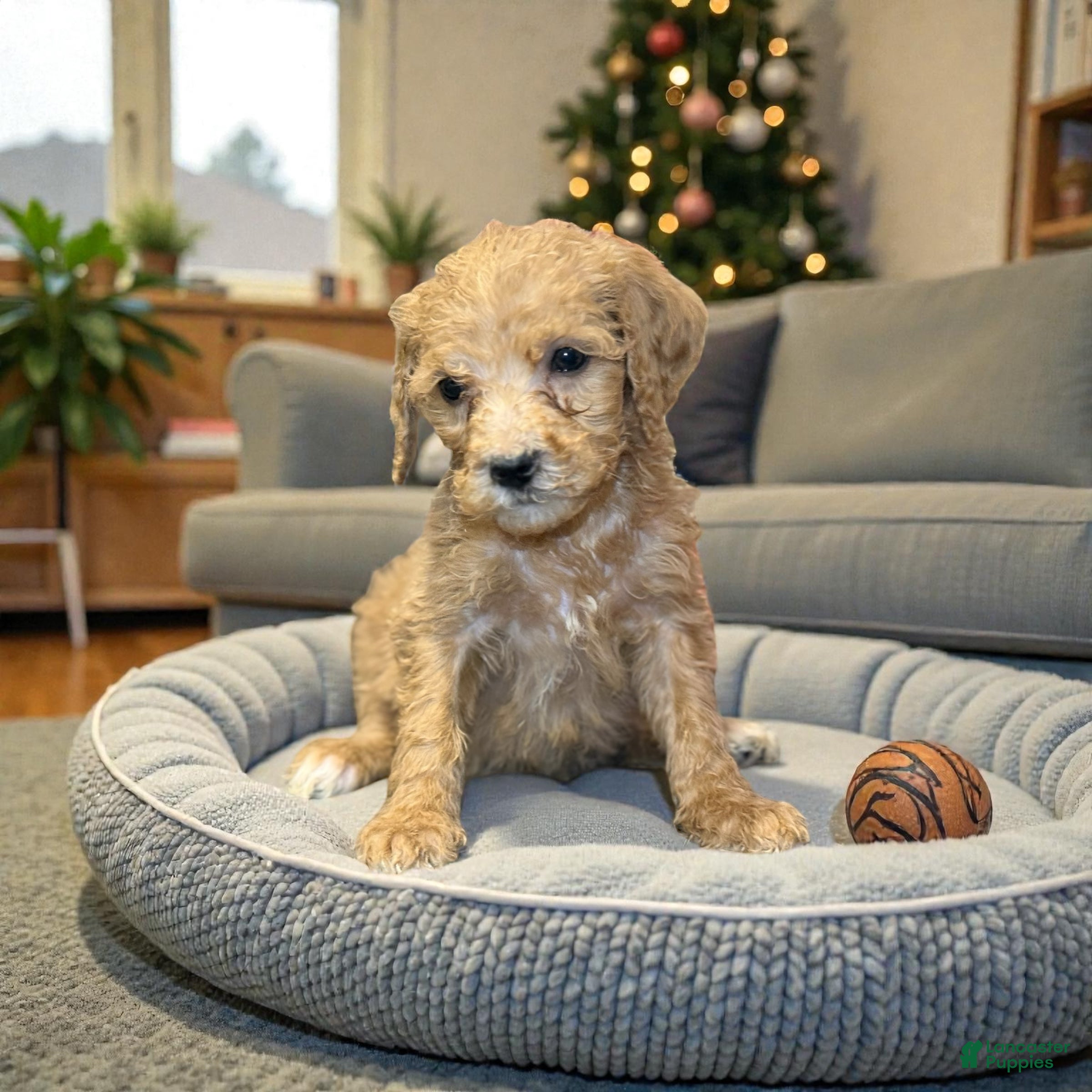 Mini Goldendoodle dogs Mini Goldendoodle Puppy 5 - Ad 37