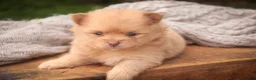 Pomeranian dogs for sale: Toulouse Pomeranian  - Ad 6