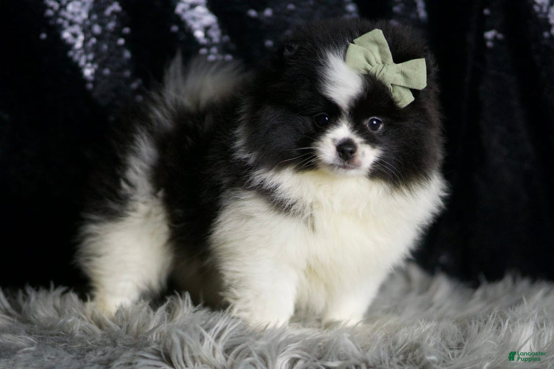 Pomeranian dogs for sale: Panda - Ad 6