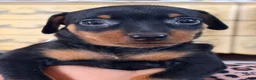 Miniature Pinscher dogs for sale: Lily - Ad 8