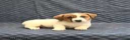Jack Russell Terrier dogs for sale: Nate - Ad 4