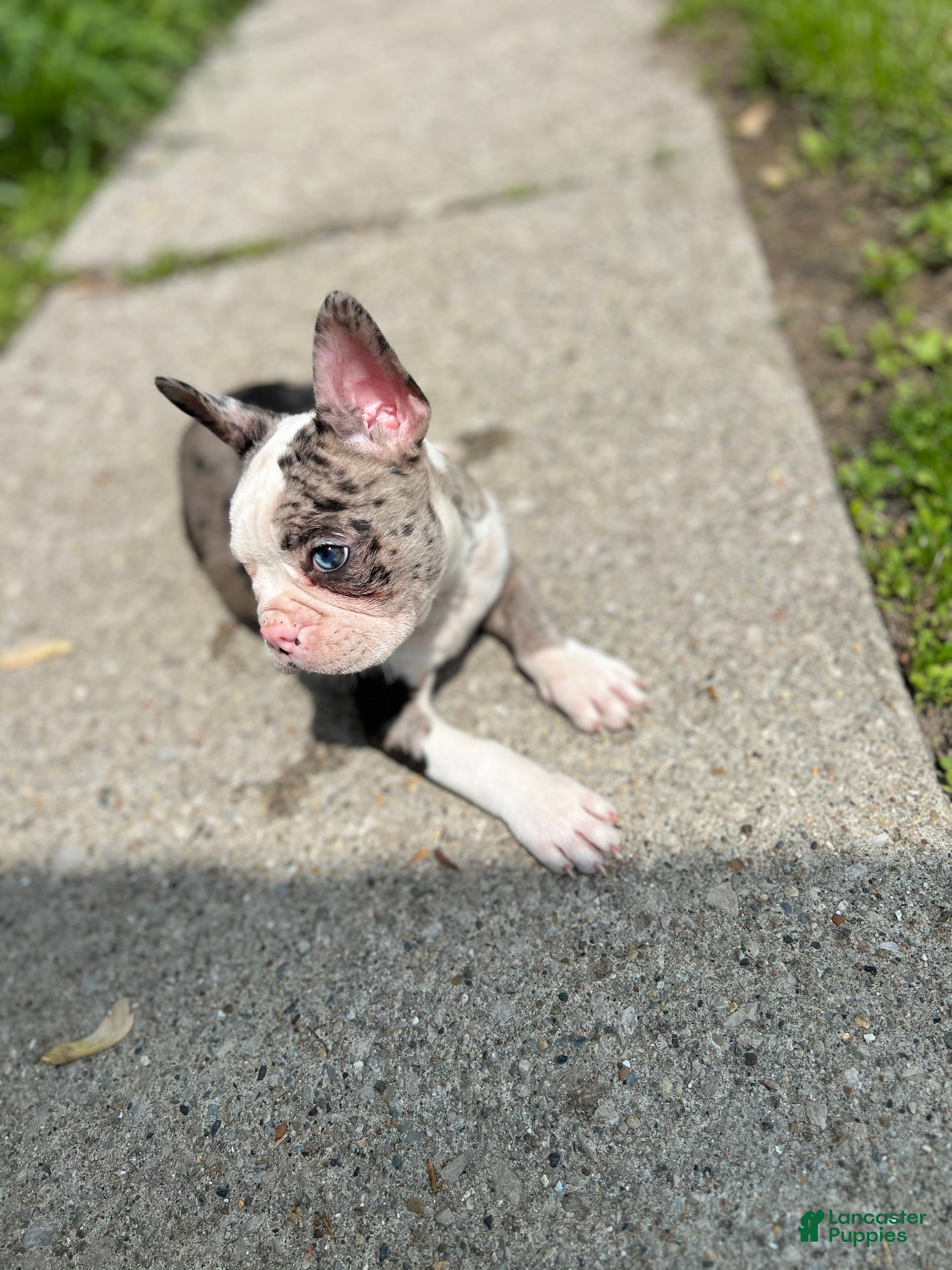 Mixed Breed dogs Robin - Ad 1