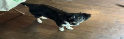 Miniature Australian Shepherd dogs for sale: White - Ad 2