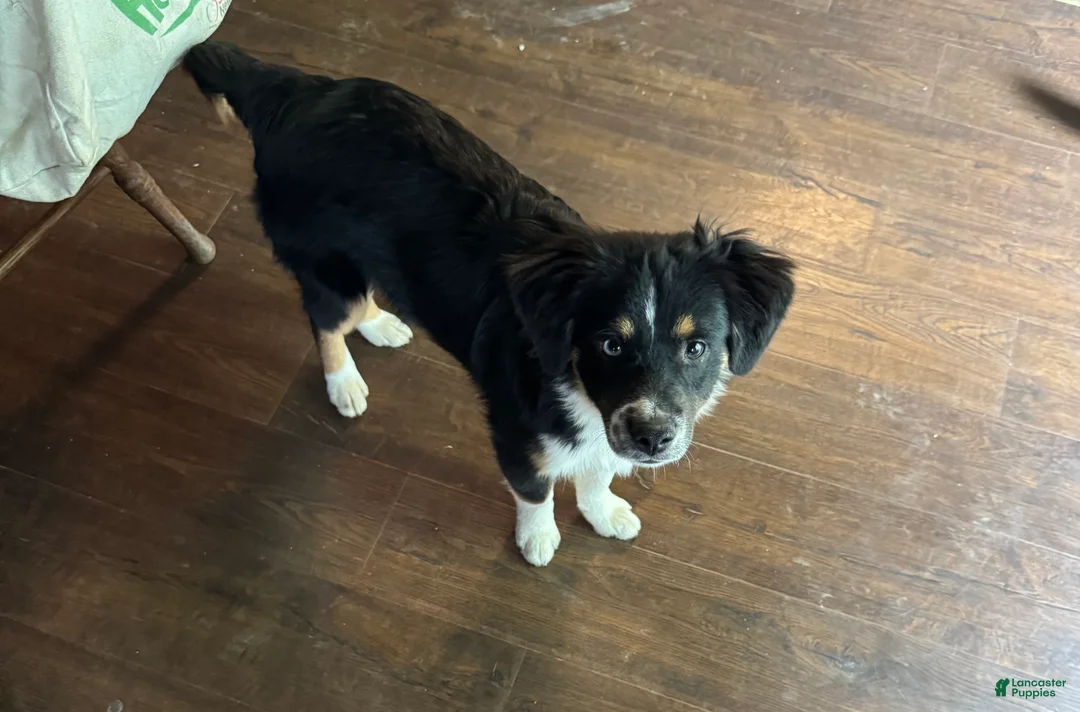 Miniature Australian Shepherd dogs for sale: White - Ad 2