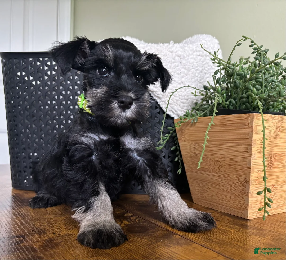 Miniature Schnauzer dogs for sale: Diesel - Ad 1