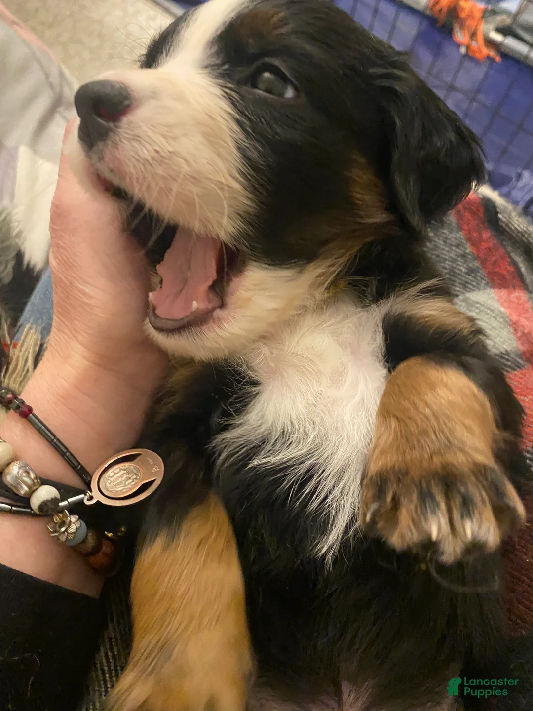 Bernedoodle dogs for sale: Bernedoodle Puppy 11 - Ad 15