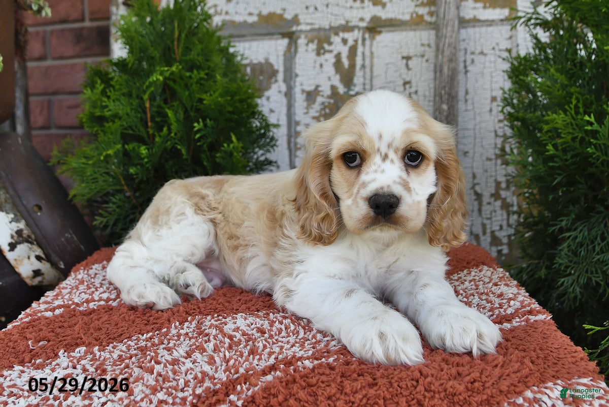 Cocker Spaniel dogs Isaac - Ad 2