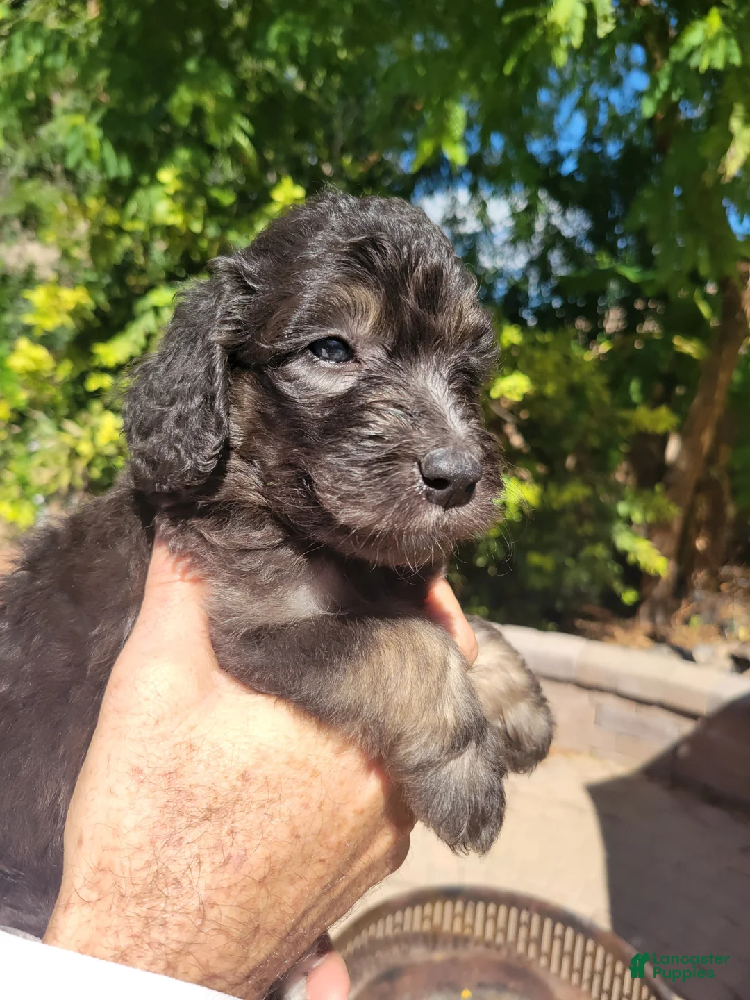 Aussiedoodle dogs for sale: Aussiedoodle Flora - Ad 2