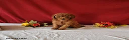 Cavapoo dogs for sale: Timmy - Ad 4
