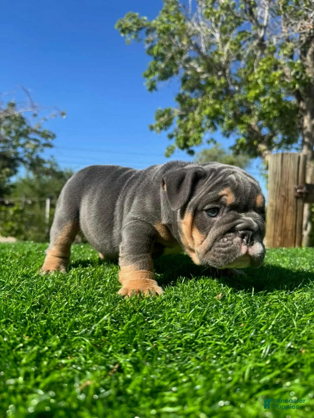 English Bulldog dogs for sale: CHANEL - Exotic Blue Tan Tri – Compact & Structured - Ad 9