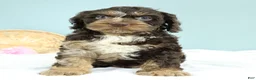 Cockapoo dogs for sale: Levi 🫐 - Ad 8