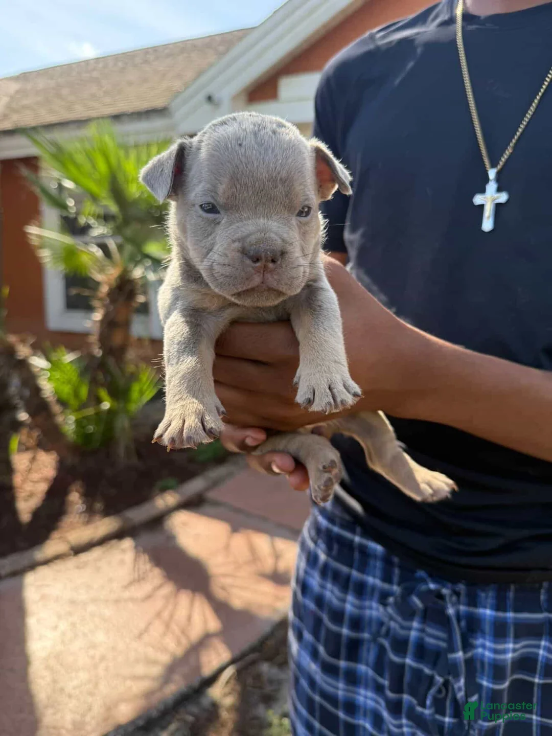 American Bully dogs for sale: Male 7 - Ad 1