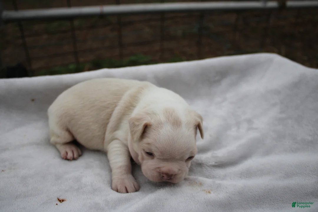 Frenchton dogs for sale: Artie - Ad 1