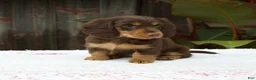Miniature Dachshund dogs for sale: Ava - Ad 7