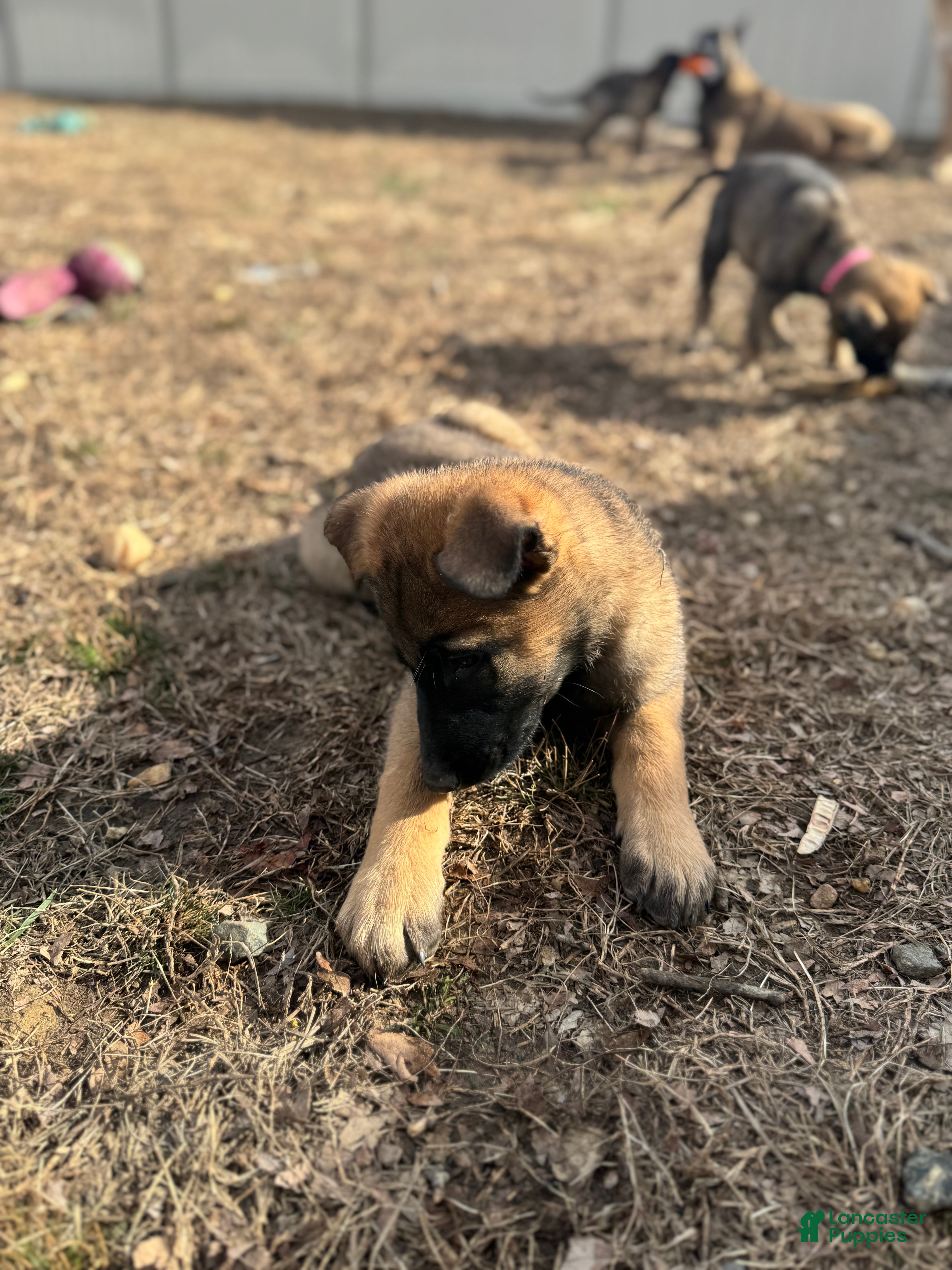 Mixed Breed dogs Blue - Ad 2