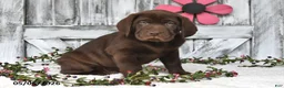 Labrador Retriever dogs for sale: Drew - Ad 5