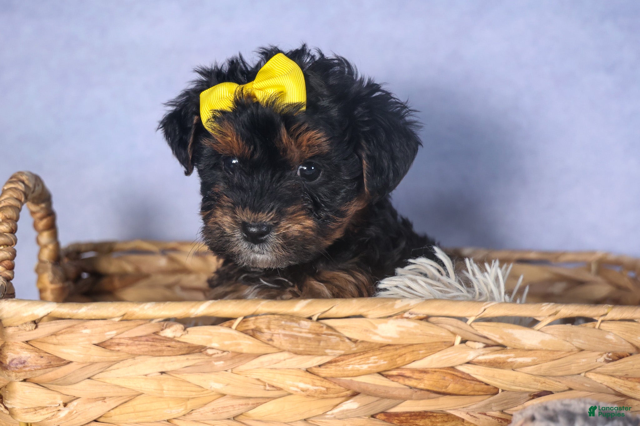 Yorkiepoo dogs JUDY - Ad 2