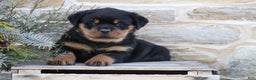 Rottweiler dogs for sale: Hope - Ad 3
