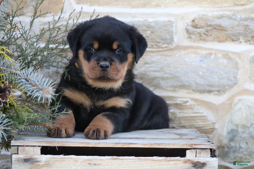 Rottweiler dogs for sale: Hope - Ad 3