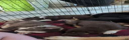 Mixed Breed dogs for sale: Not named yet.  - Ad 3