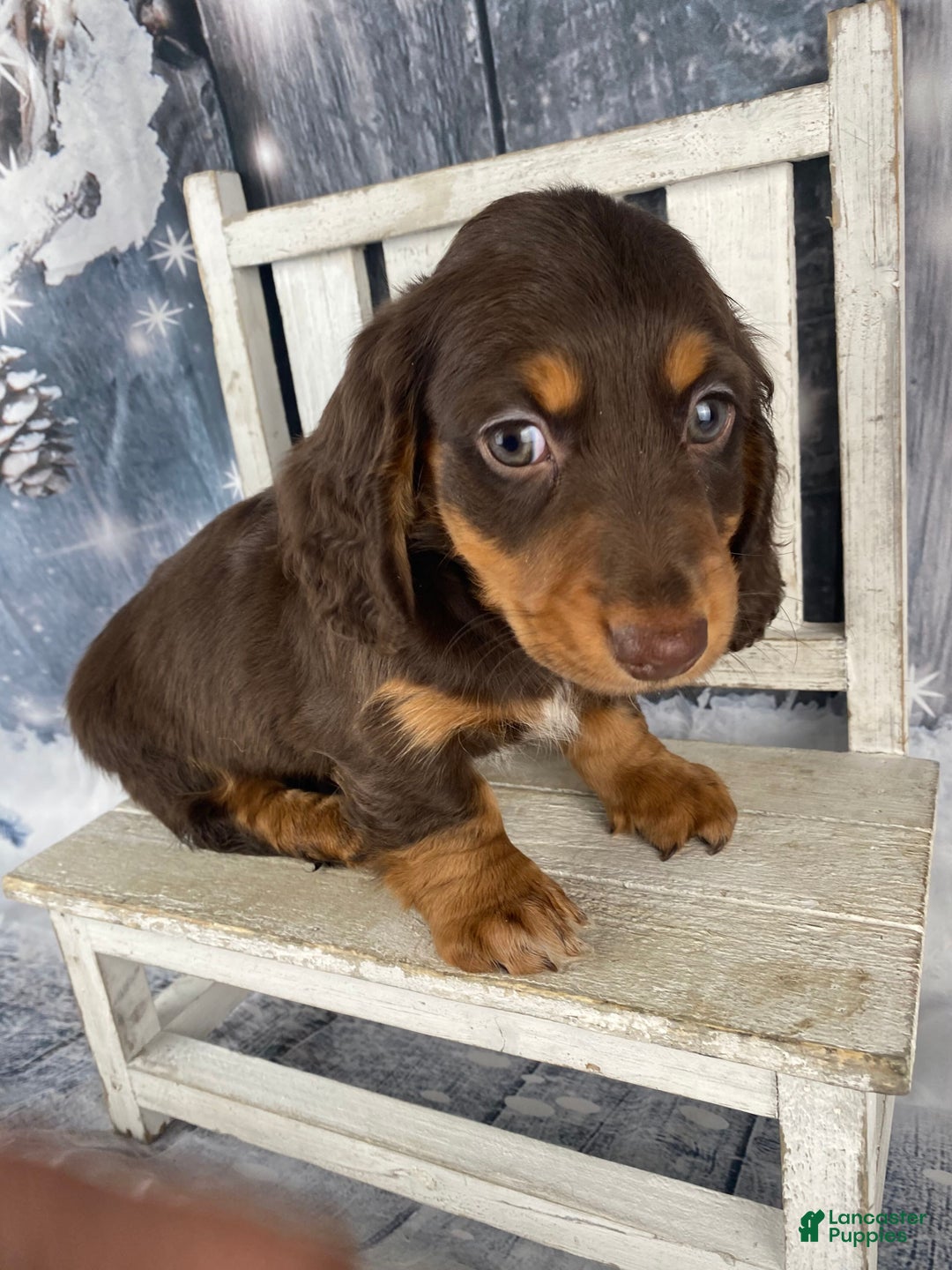 Miniature Dachshund dogs for sale: Toby - Ad 13