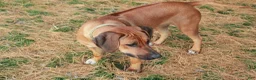 Rhodesian Ridgeback dogs for sale: Molly - Ad 2