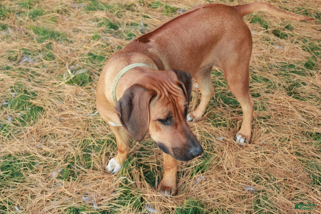 Rhodesian Ridgeback dogs for sale: Molly - Ad 2