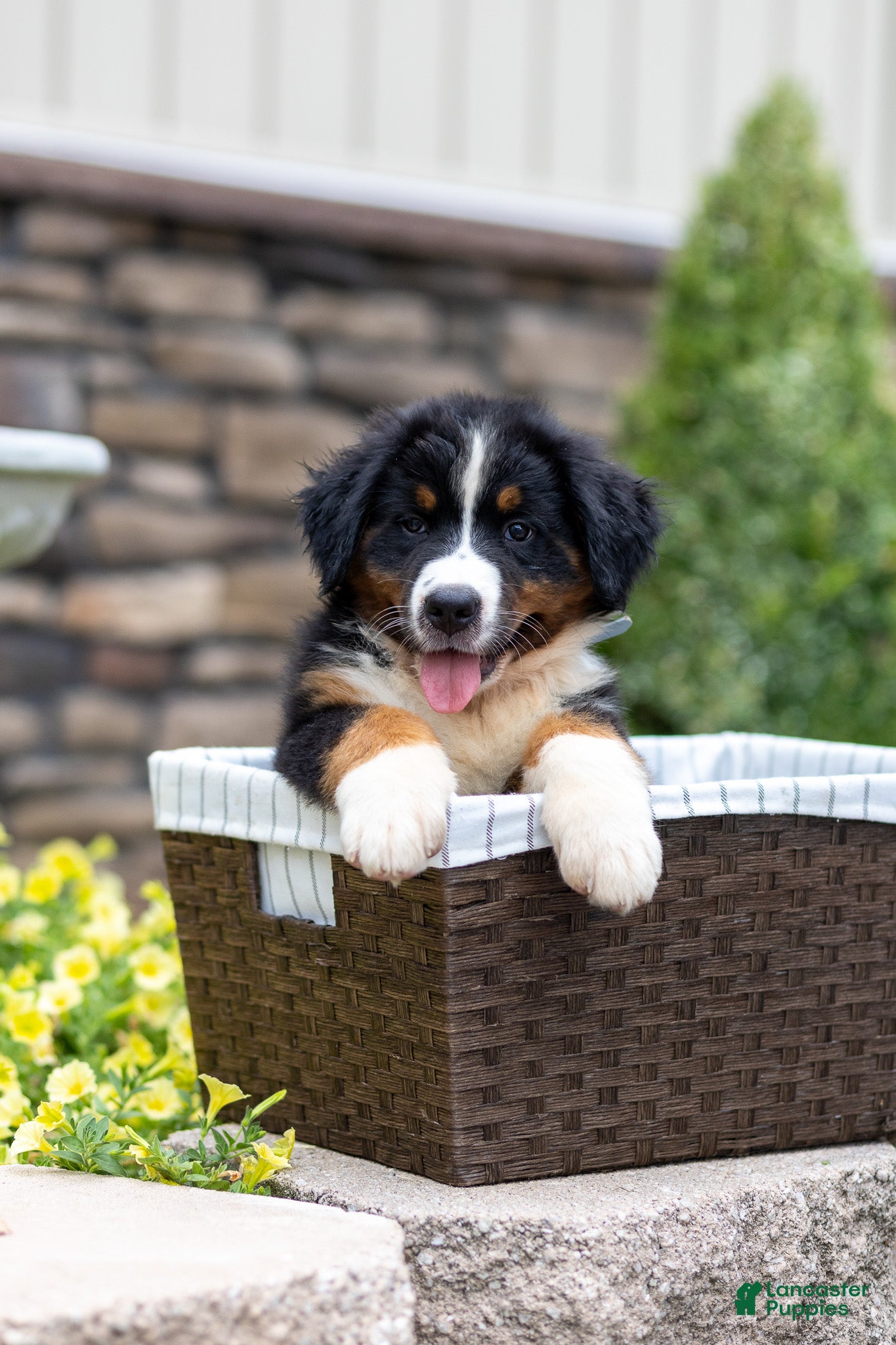 Bernese Mountain Dog dogs Renn - Ad 1