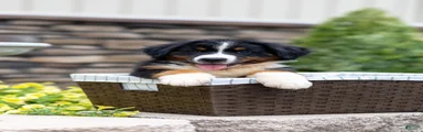 Renn