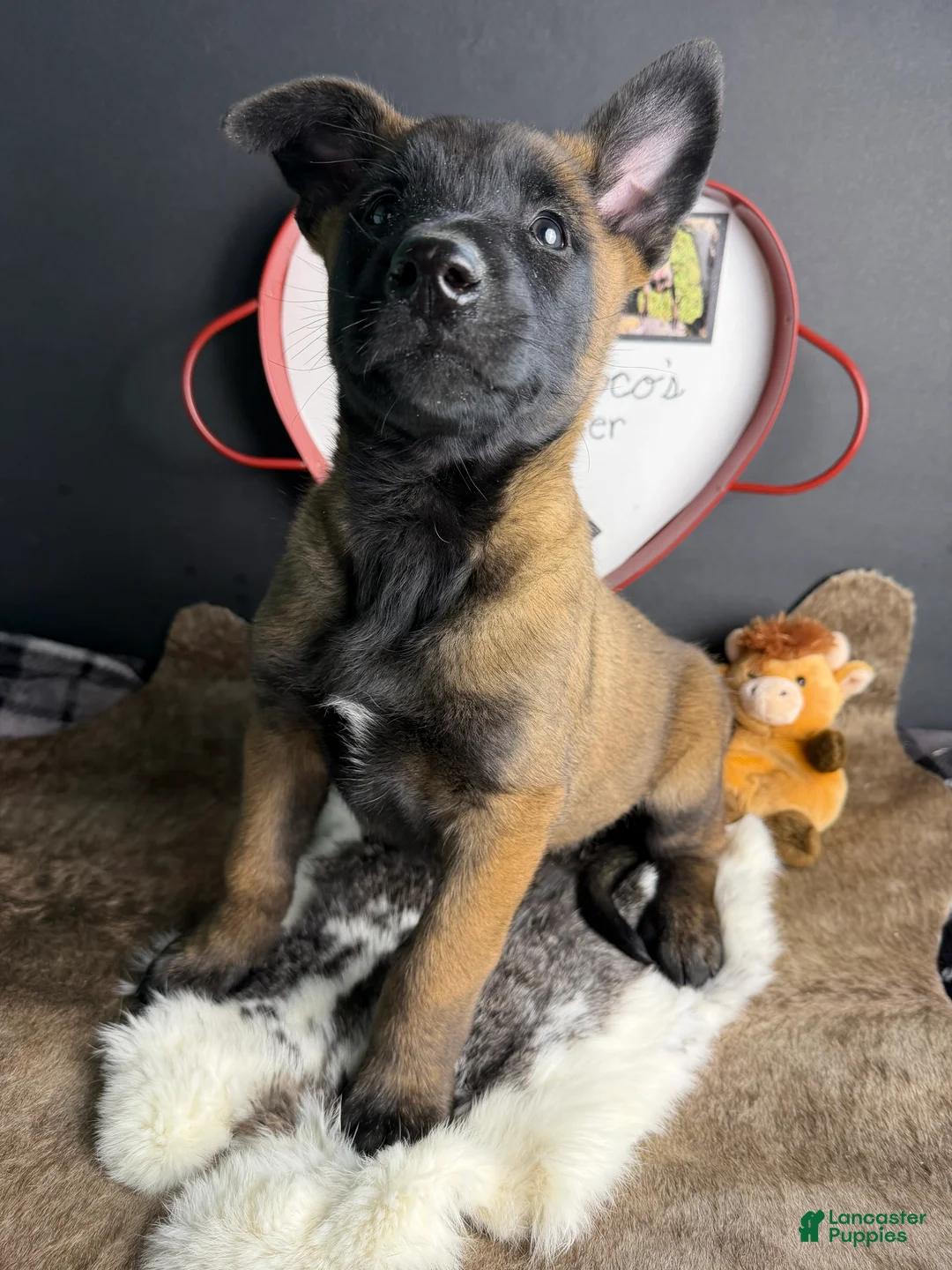 Belgian Malinois dogs for sale: Belgian Malinois Puppy 2 - Ad 1
