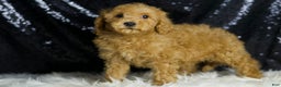 Mini Goldendoodle dogs for sale: Donald - Ad 2