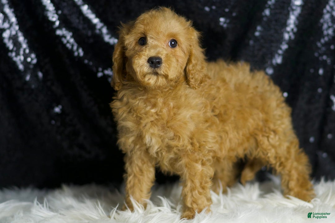 Mini Goldendoodle dogs for sale: Donald - Ad 2