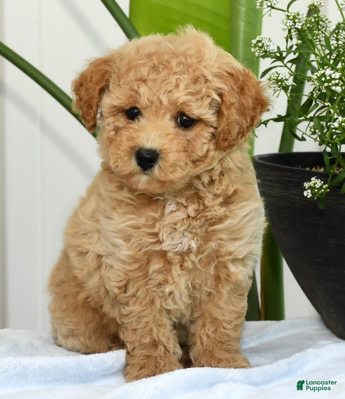 Bichpoo dogs Ivory - Ad 8