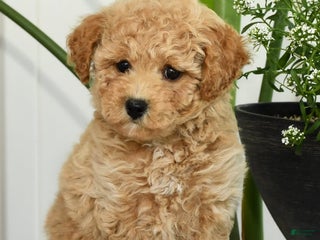 Bichpoo dogs - Ad 24