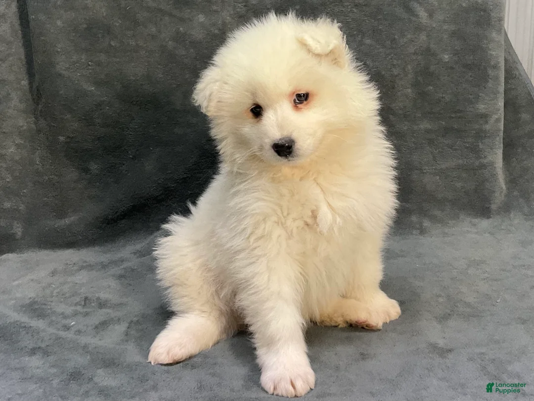 Samoyed dogs for sale: Sydney  - Ad 2