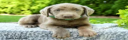 Labrador Retriever dogs for sale: Rylan - Ad 5