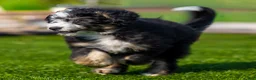 Bernedoodle dogs for sale: Brooks Bernedoodle Puppy  - Ad 2
