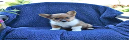 Welsh Corgi Pembroke dogs for sale: Tilly - Ad 4