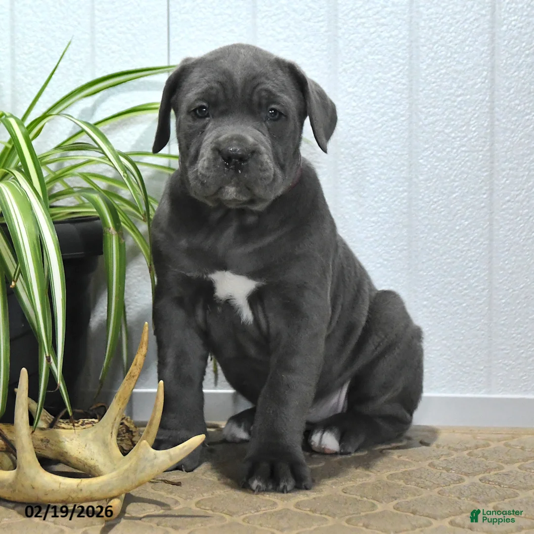 Cane Corso dogs for sale: Gabby - Ad 4