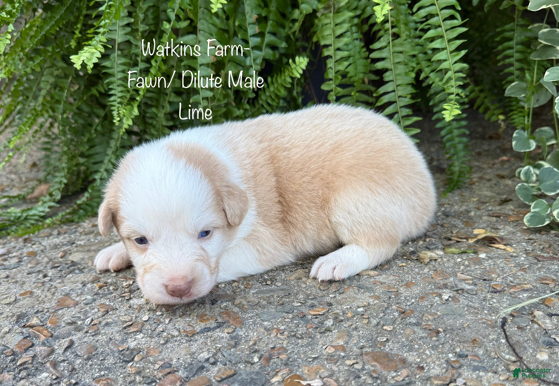 Australian Shepherd dogs Lime - Ad 1
