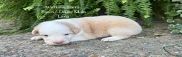 Australian Shepherd dogs for sale: Lime - Ad 1