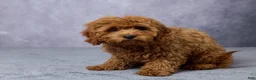 Cavapoo dogs for sale: Archie - Ad 2