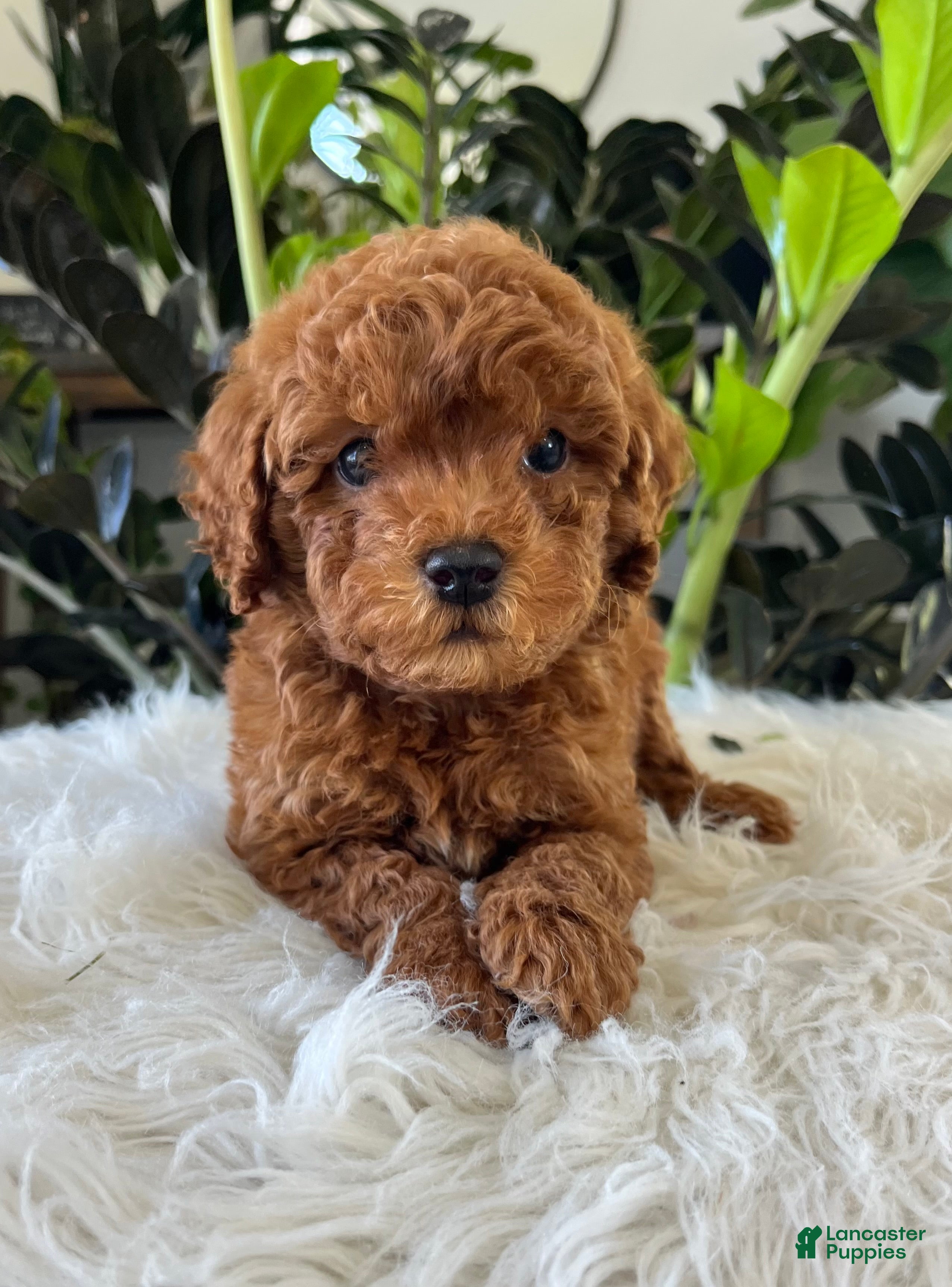 Mini Goldendoodle dogs Gunner - Ad 2