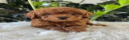 Mini Goldendoodle dogs for sale: Gunner - Ad 2