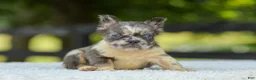 French Bulldog dogs for sale: Lisa - Ad 13