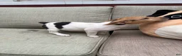 Jack Russell Terrier dogs for sale: Cherry - Ad 4
