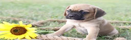 Puggle dogs for sale: Aksel - Ad 2